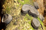 Camillea labellum image