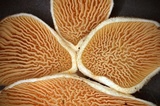 Tapinella panuoides image