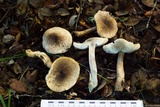 Tricholoma scalpturatum image