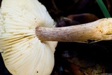 Tricholoma scalpturatum image