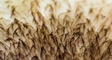 Tricholoma scalpturatum image