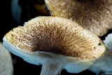 Tricholoma scalpturatum image