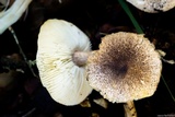 Tricholoma scalpturatum image