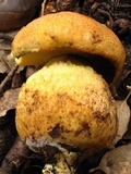 Leccinellum lepidum image