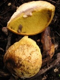 Leccinellum lepidum image