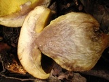 Leccinellum lepidum image