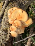 Flammulina velutipes var. lupinicola image