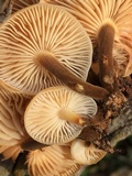 Flammulina velutipes var. lupinicola image