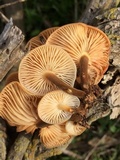 Flammulina velutipes var. lupinicola image