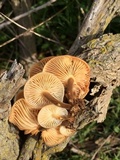 Flammulina velutipes var. lupinicola image