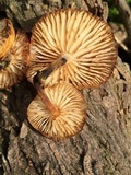 Flammulina velutipes var. lupinicola image