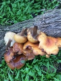 Flammulina velutipes var. lupinicola image