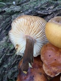 Flammulina velutipes var. lupinicola image
