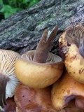 Flammulina velutipes var. lupinicola image
