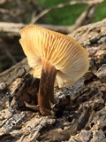 Flammulina velutipes var. lupinicola image