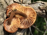 Flammulina velutipes var. lupinicola image