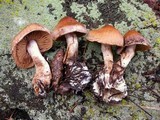 Cortinarius athabascus image