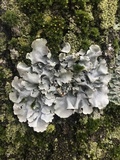 Parmotrema reticulatum image