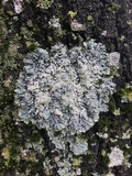 Physcia atrostriata image