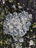 Physcia atrostriata image