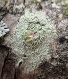 Lecanora strobilina image