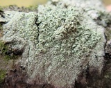 Lecanora strobilina image