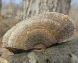 Trametes ochracea image