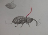 Ophiocordyceps curculionum image