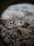 Ophiocordyceps curculionum image