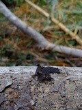 Ophiocordyceps curculionum image