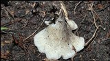 Hohenbuehelia petaloides image