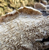 Irpex lacteus image