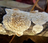 Irpex lacteus image