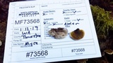 Trametes ochracea image