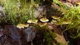 Trametes ochracea image