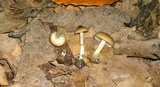 Entoloma murinum image