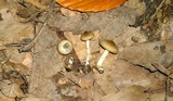 Entoloma murinum image