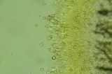 Entoloma murinum image