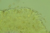 Entoloma murinum image