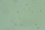 Entoloma murinum image