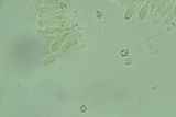 Entoloma murinum image