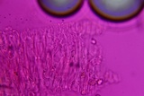 Entoloma murinum image