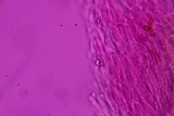Entoloma murinum image