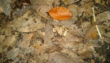 Entoloma murinum image