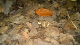Entoloma murinum image