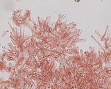 Hemimycena cephalotricha image