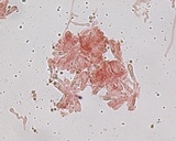Hemimycena cephalotricha image