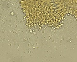 Hemimycena cephalotricha image