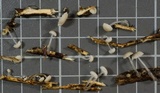 Roridomyces roridus image