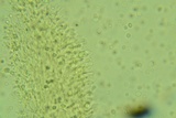 Radulodon copelandii image